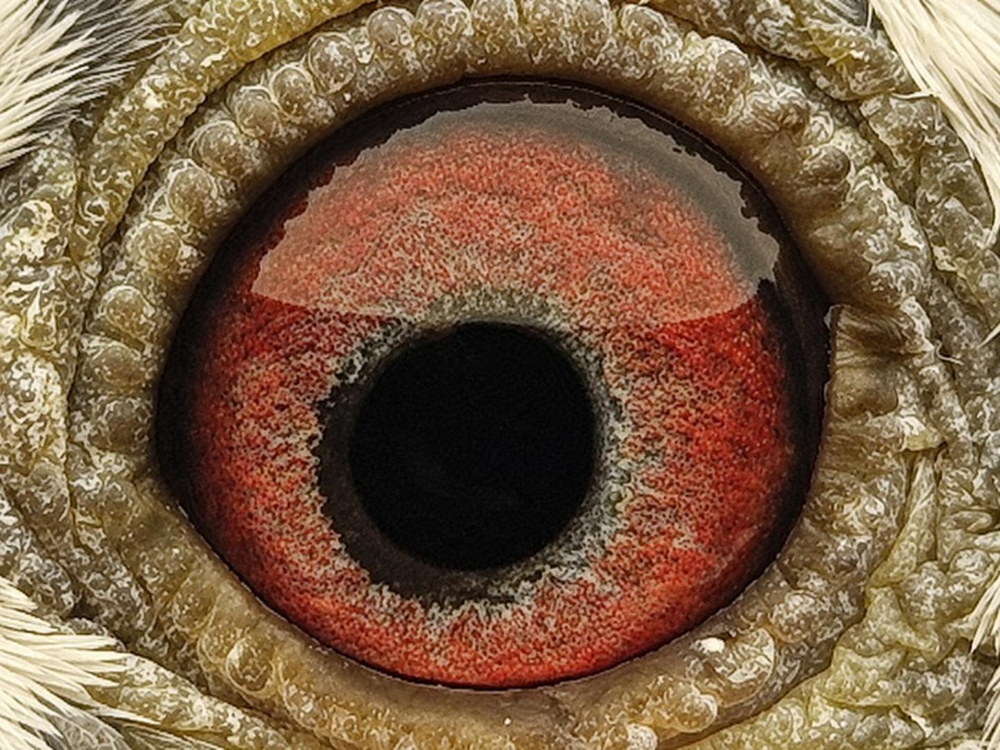 Pigeon eye